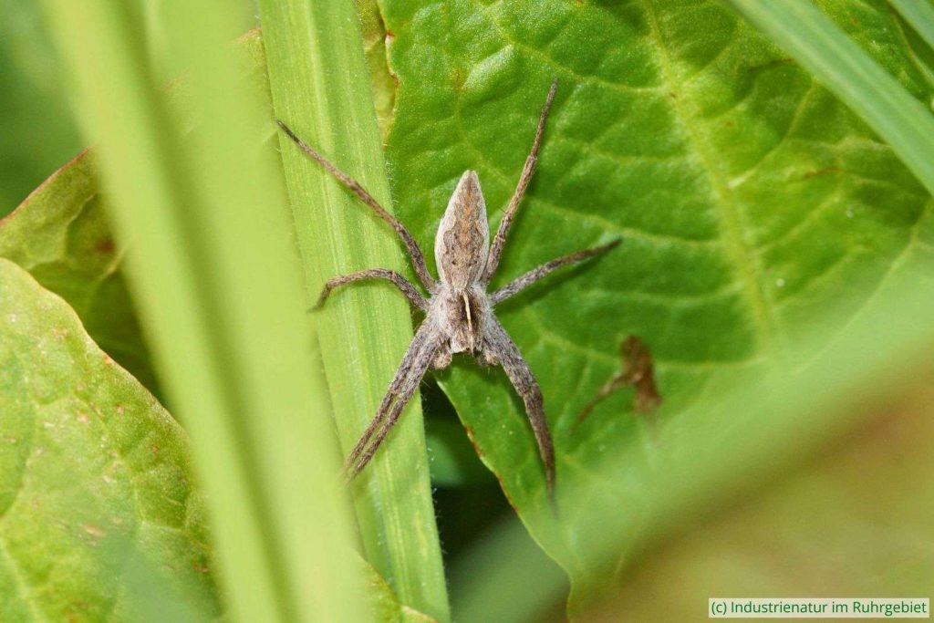 Listspinne (Pisaura mirabilis), Halde Zollverein 4/11, 28.04.2021