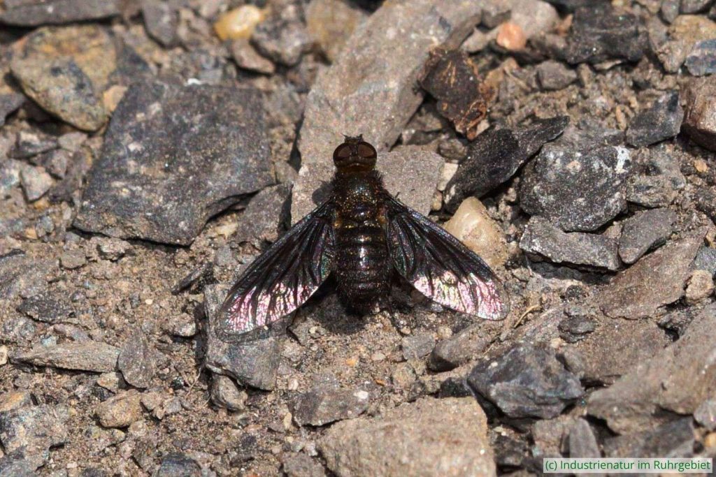 Zickzacklinien-Trauerschweber (Hemipenthes morio), Halde Zollverein 4/11, 13.06.2021
