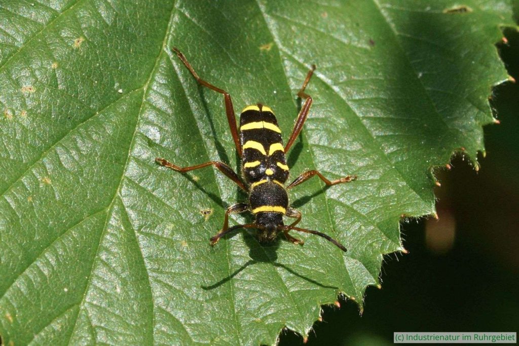 Echter Widderbock (Clytus arietis), Halde Zollverein 4/11, 13.06.2021