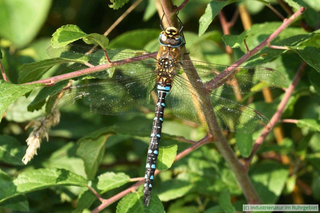 Blaugrüne Mosaikjungfer (Aeshna cyanea), Halde Zollverein 4/11, 05.09.2021