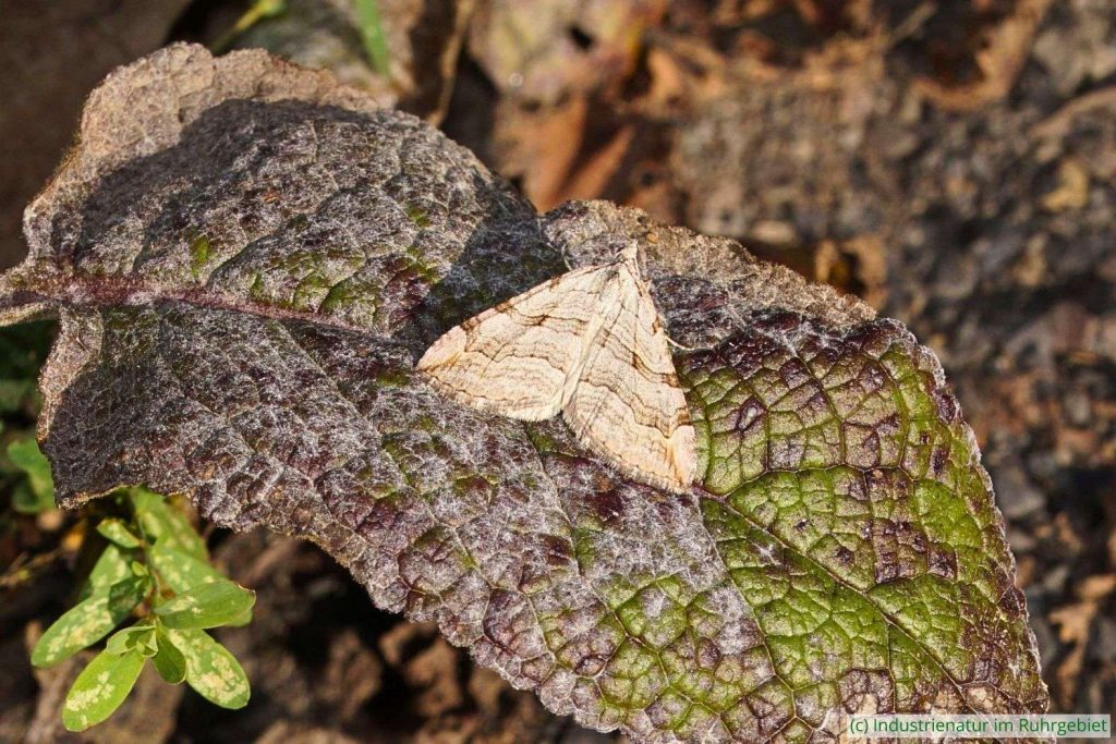 Johanniskrautspanner (Aplocera sp.), Halde Zollverein 4/11, 05.09.2021