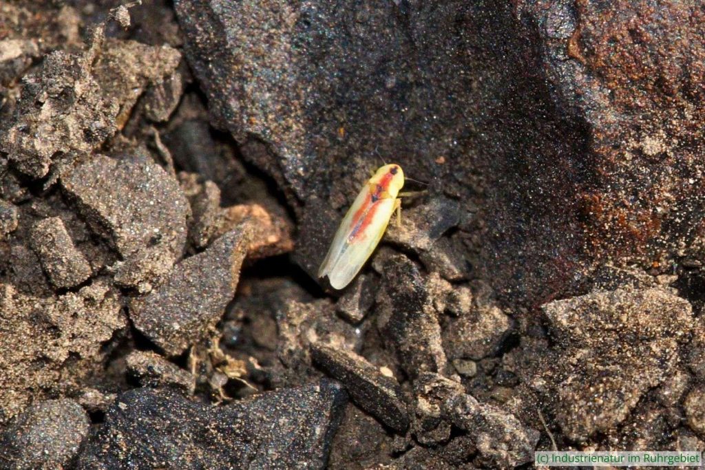 Gemeine Johanniskrautzikade (Zygina hyperici), Halde Zollverein 4/11, 05.09.2021