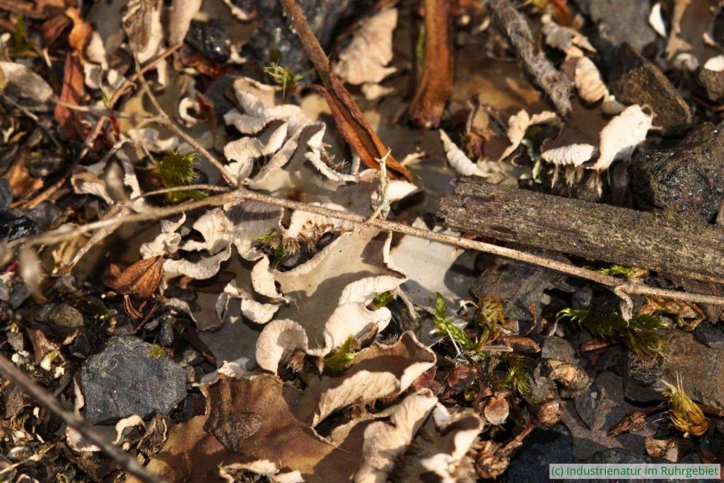 Breitlappige Schildflechte (Peltigera sp.), Halde Zollverein 4/11, 05.09.2021