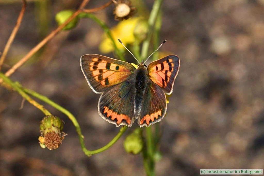 Kleine Feuerfalter (Lycaena phlaeas), Halde Zollverein 4/11, 05.09.2021