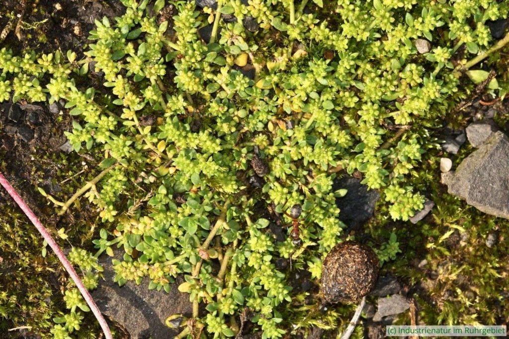 Kahles Bruchkraut (Herniaria glabra), Halde Zollverein 4/11, 05.09.2021