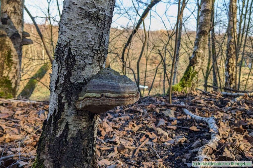 Zunderschwamm (Fomes fomentarius) an Hänge-Birke (Betula pendula), Halde Zollverein 4/11, 01.03.2023