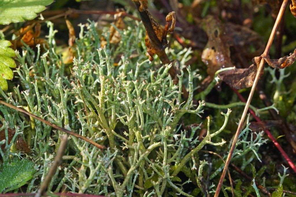 Gegabelte Cladonie (Cladonia furcata), Halde Zollverein 4/11, 14.10.2023