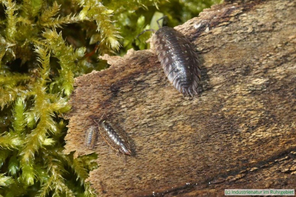 Junge Assel (unten links), Moosassel (Philoscia muscorum, unten rechts) und Mauerassel (Oniscus asellus, oben), Halde Zollverein 4/11, 19.04.2025