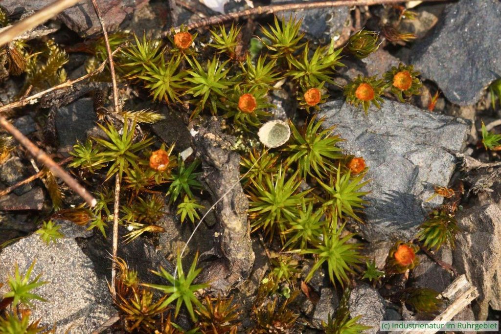Glashaar-Widertonmoos (Polytrichum piliferum), Halde Zollverein 4/11, 14.10.2023