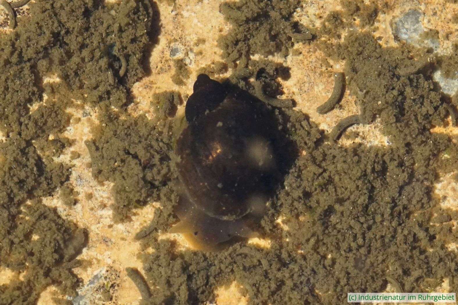 Gemeine Schlammschnecke (Ampullaceana balthica), Kokerei Hansa, 07.08.2022