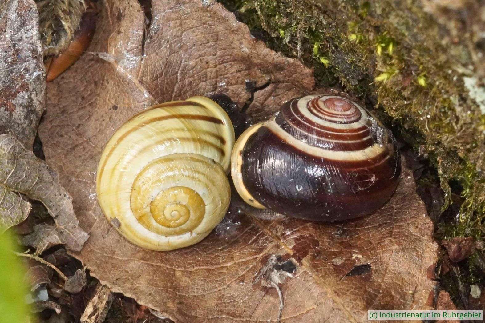 Garten-Bänderschnecke (Cepaea hortensis) in zwei Farbvarianten, Landschaftspark Duisburg-Nord, 11.04.2023