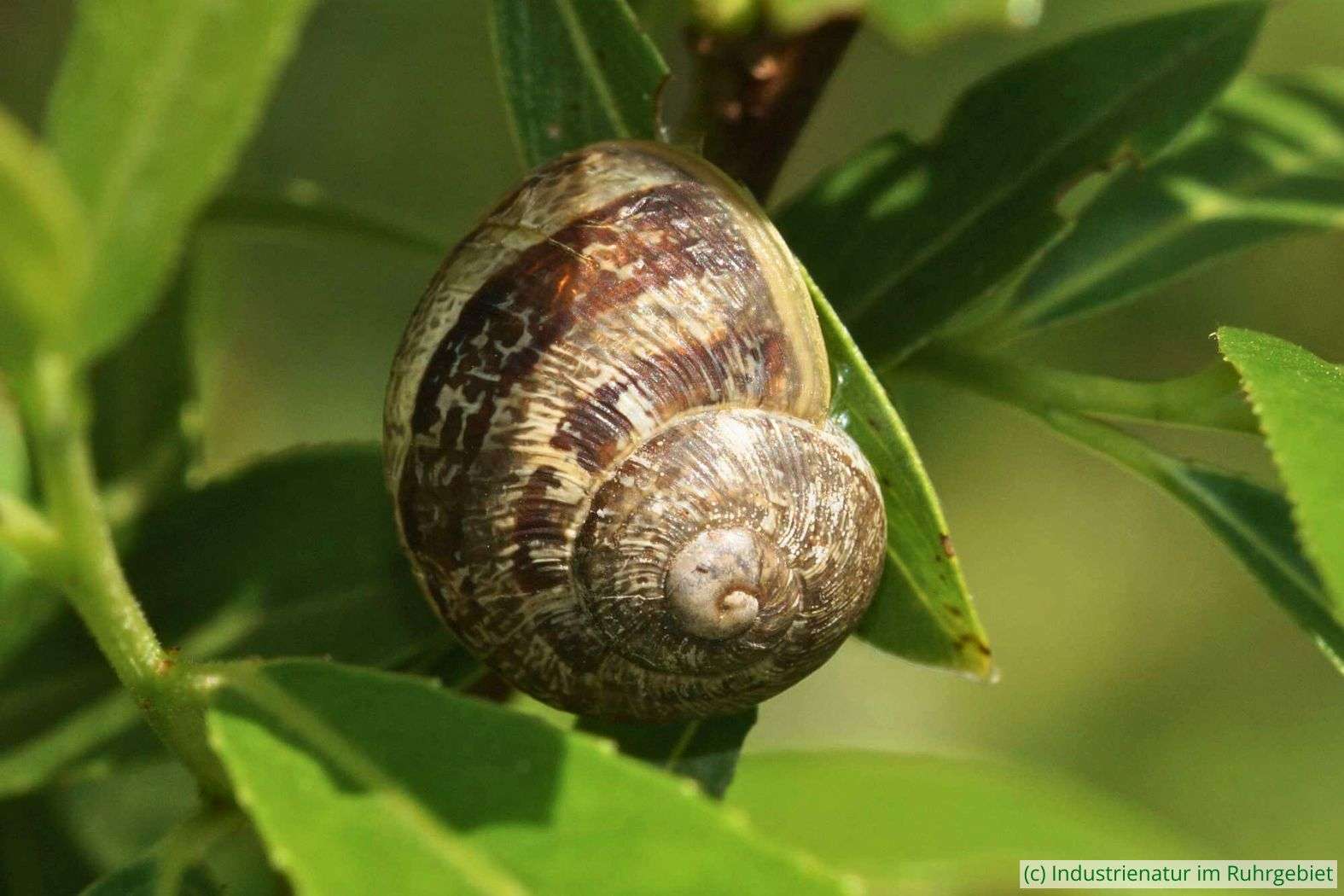 Gefleckte Weinbergschnecke (Cornu aspersum), Landschaftspark Duisburg-Nord, 13.05.2023