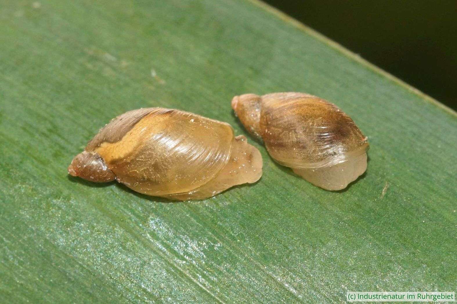 Gemeine Bernsteinschnecke (Succinea putris), Landschaftspark Duisburg-Nord, 02.06.2024