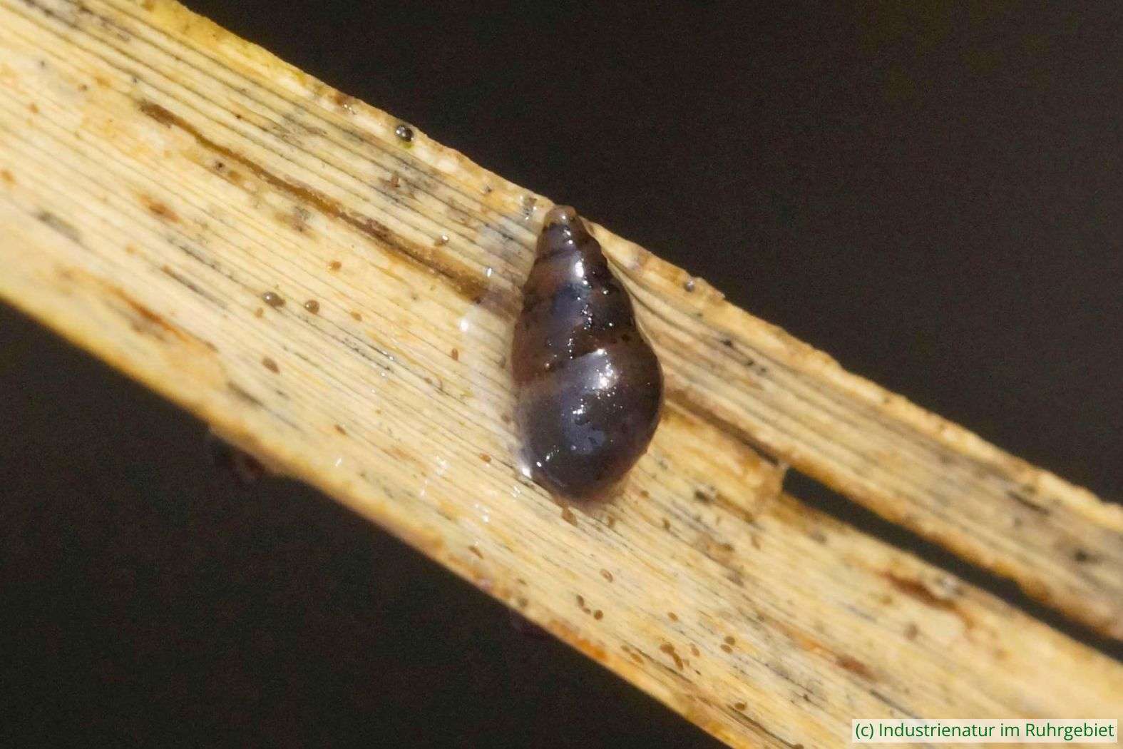 Neuseeländische Zwergdeckelschnecke (Potamopyrgus antipodarum), Mottbruchhalde, 10.02.2024