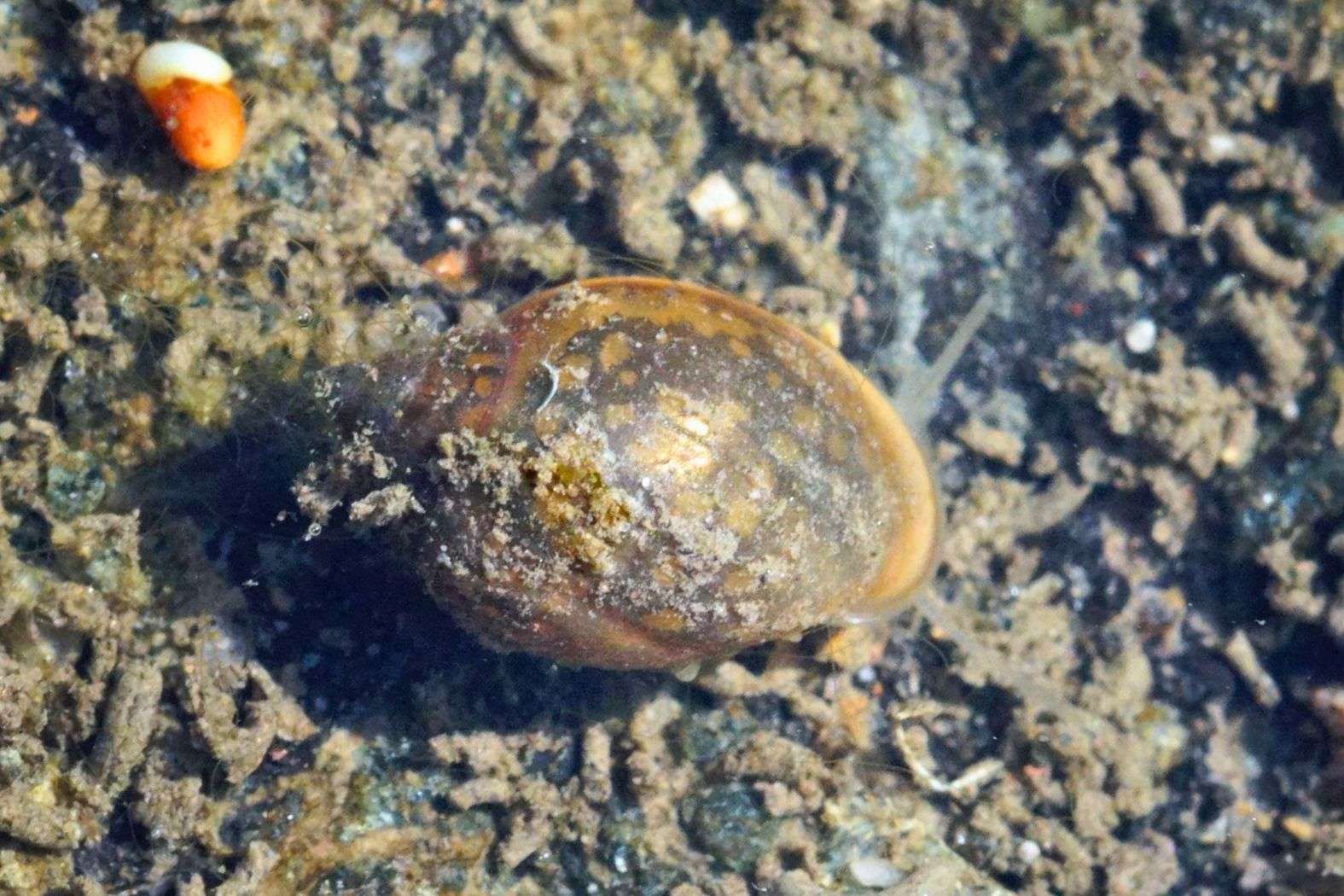 Spitze Blasenschnecke (Physella acuta), Mottbruchhalde, 14.09.2024