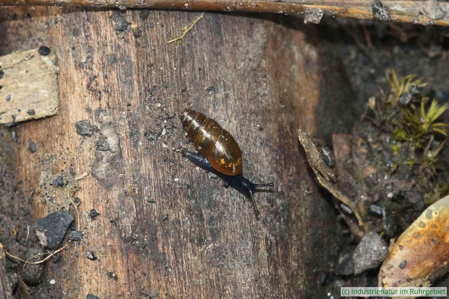 Gemeine Achatschnecke (Cochlicopa lubrica), Schurenbachhalde, 20.05.2024