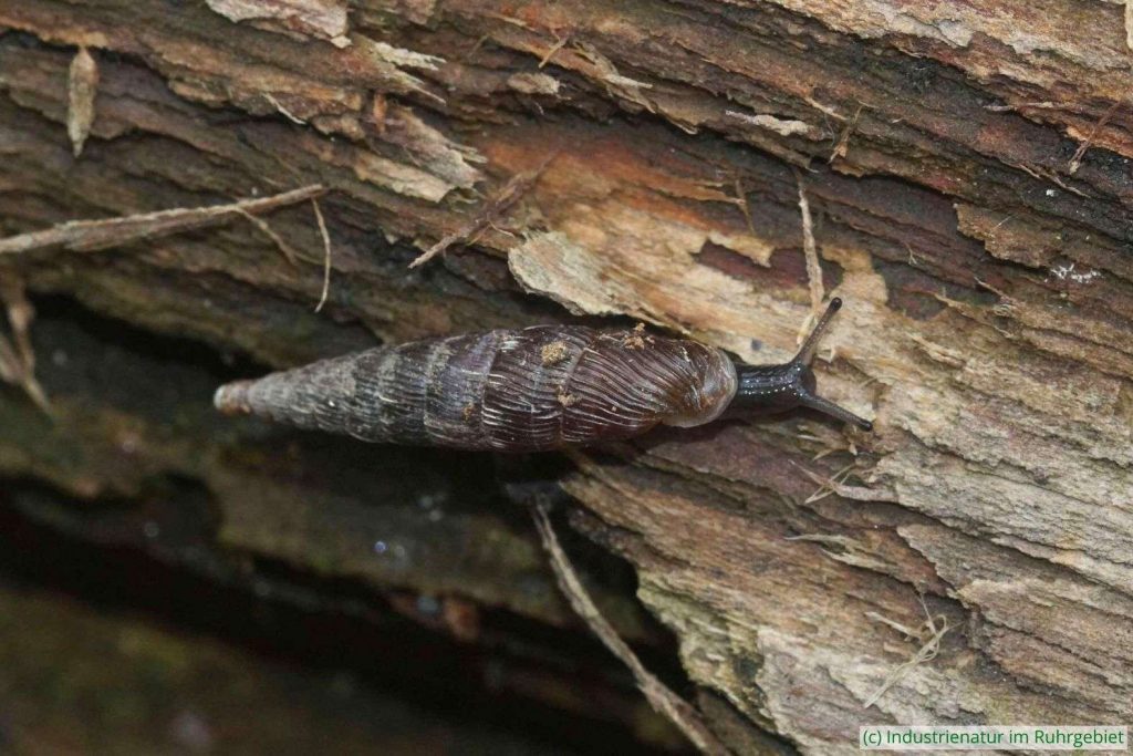 Gemeine Schließmundschnecke (Alinda biplicata), Schurenbachhalde, 20.05.2024