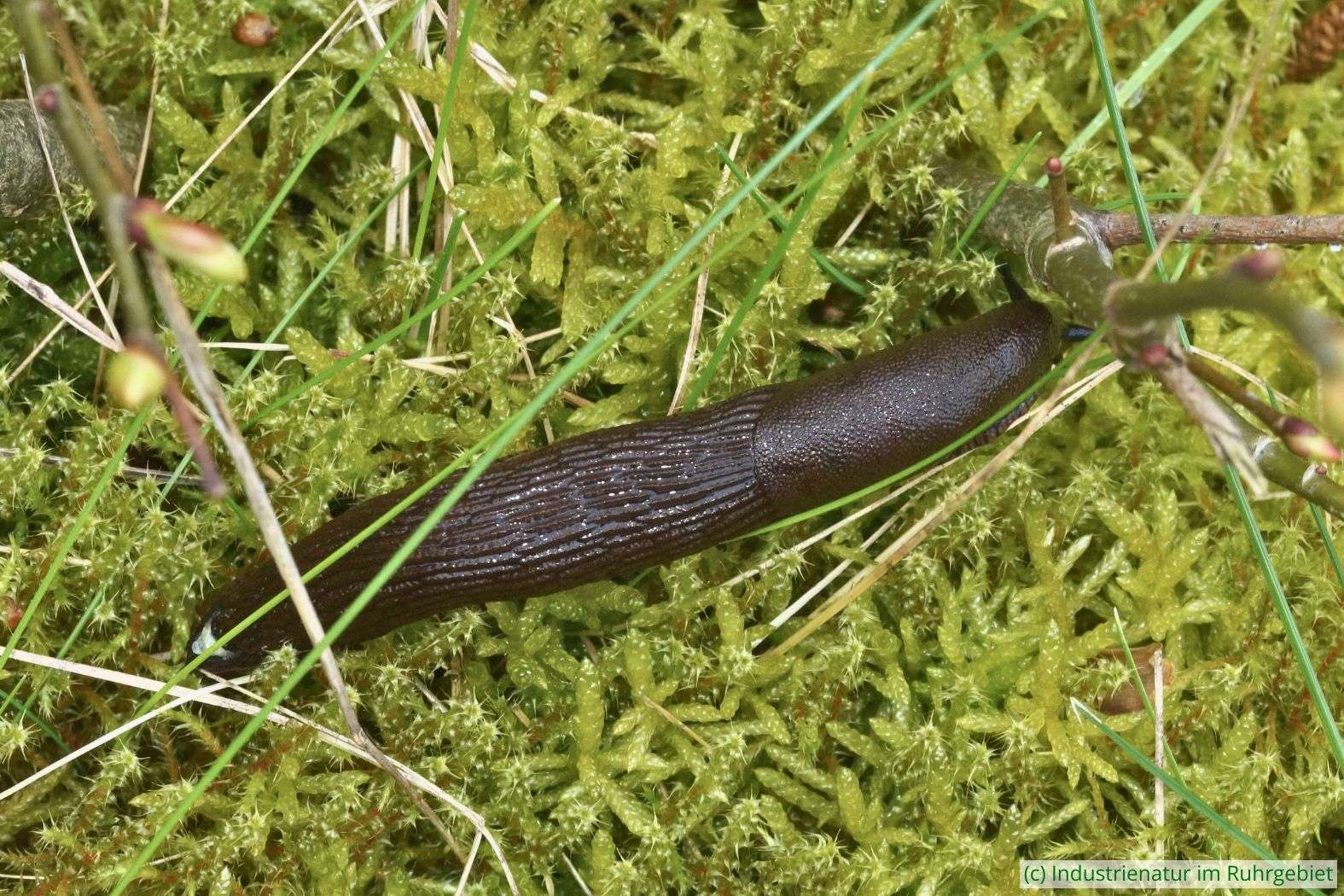 Spanische Wegschnecke (Arion vulgaris), Halde Beckstraße, 21.04.2023