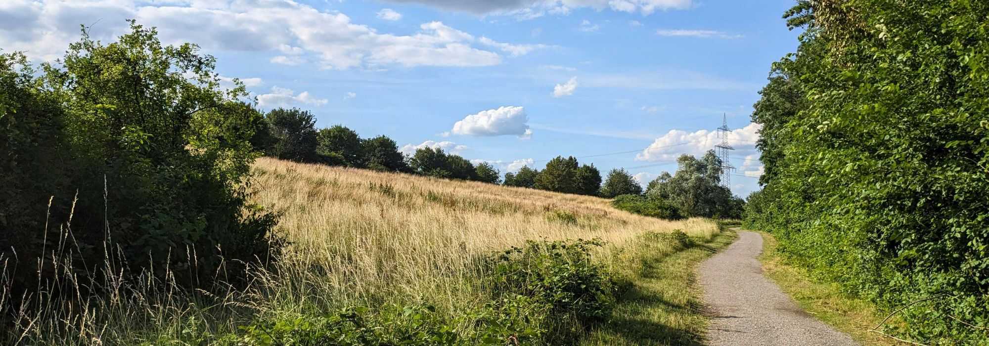 Im Sommer auf der Halde Zollverein 4/11, 06.07.2023