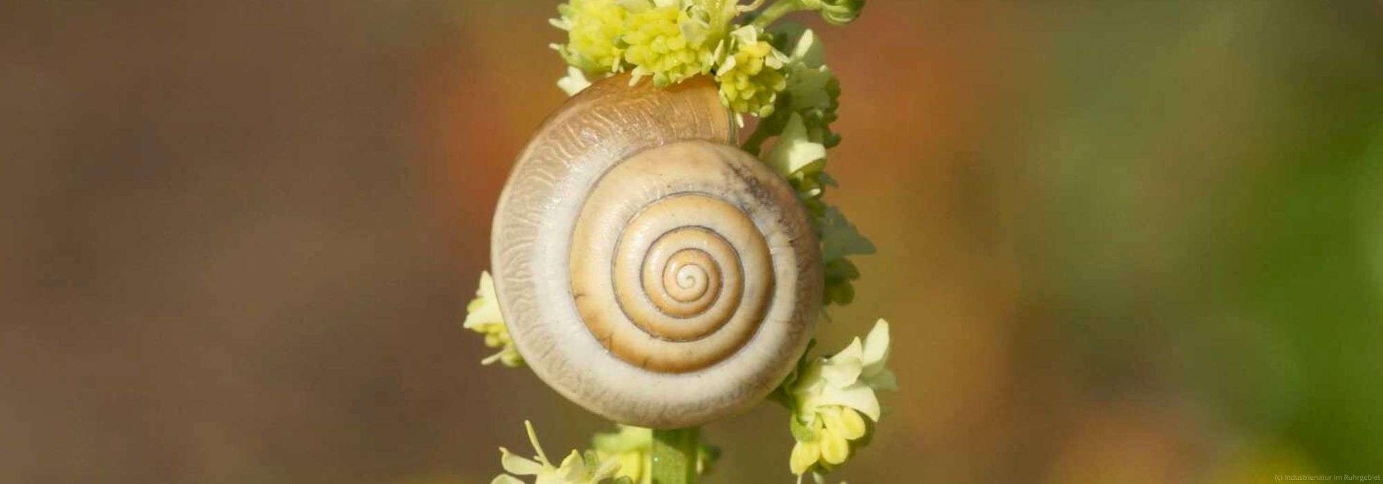Kartäuserschnecke (Monacha cartusiana), Brache Neue Mitte II, 10.09.2016